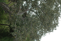 Ficus mollis